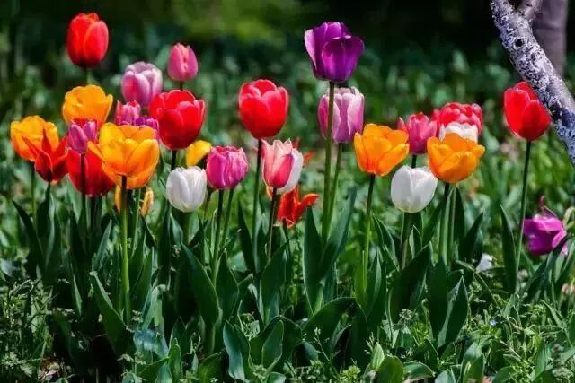 零失误球根花卉，你值得拥有!