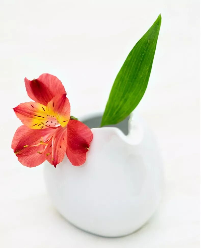 选一束鲜花，留一室馨香。