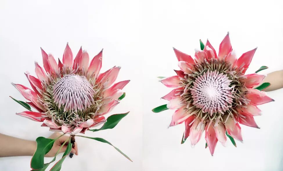 选一束鲜花，留一室馨香。