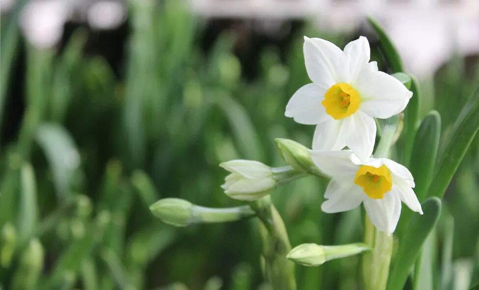 零失误球根花卉，你值得拥有!