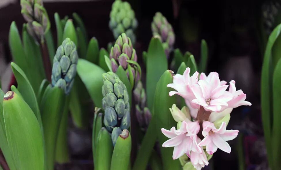 零失误球根花卉，你值得拥有!