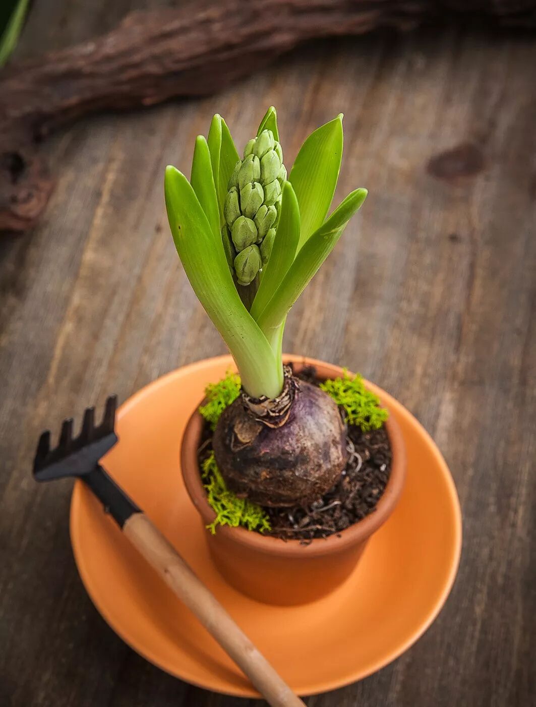 零失误球根花卉，你值得拥有!