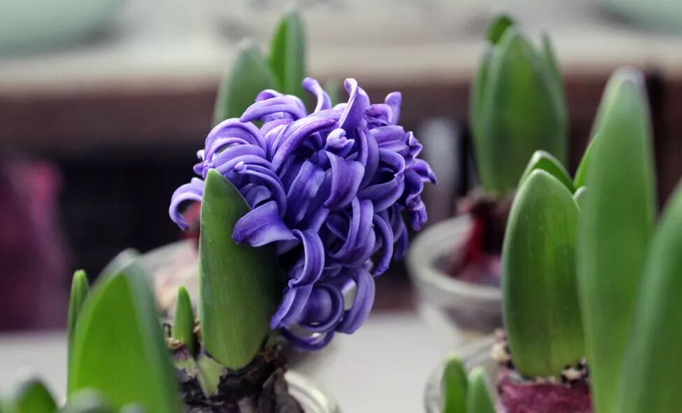 零失误球根花卉，你值得拥有!