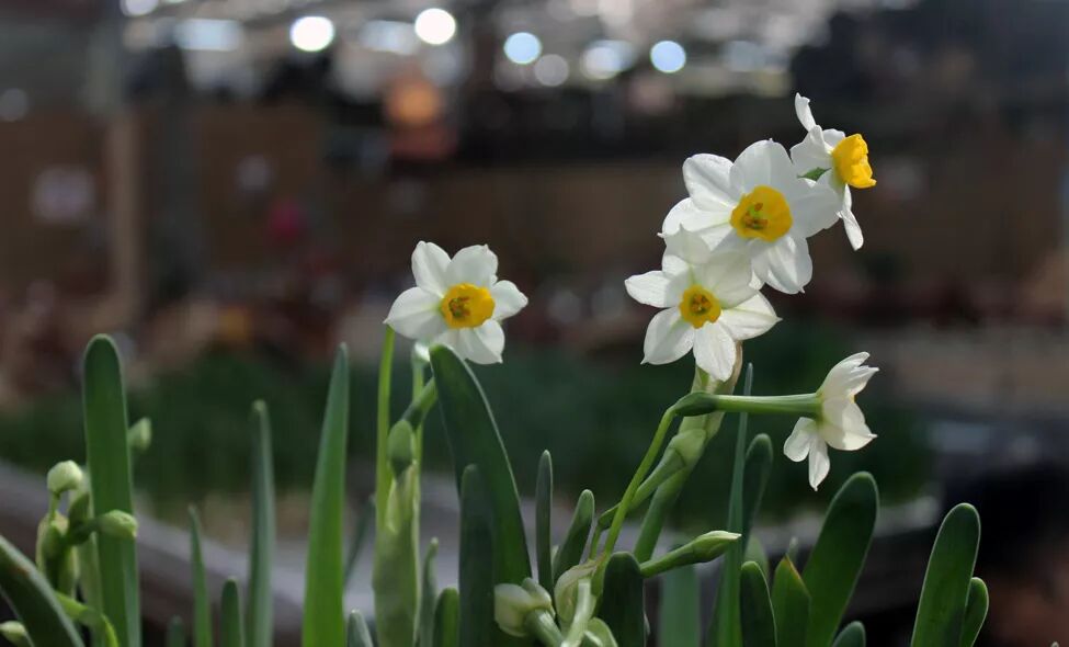 零失误球根花卉，你值得拥有!