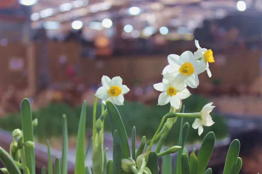 冬季好兆頭，超好寓意花卉推薦...