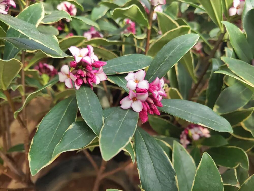 冬季好兆頭，超好寓意花卉推薦...