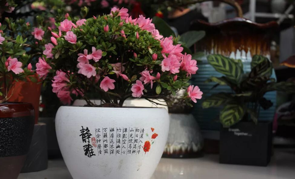 冬季好兆頭，超好寓意花卉推薦...