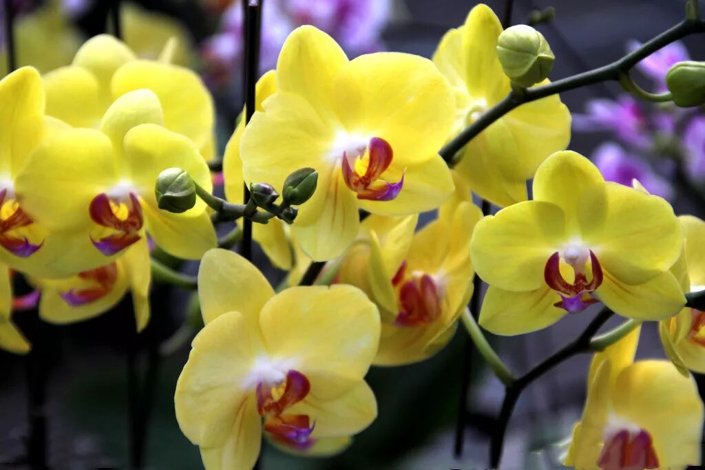 冬季好兆頭，超好寓意花卉推薦...