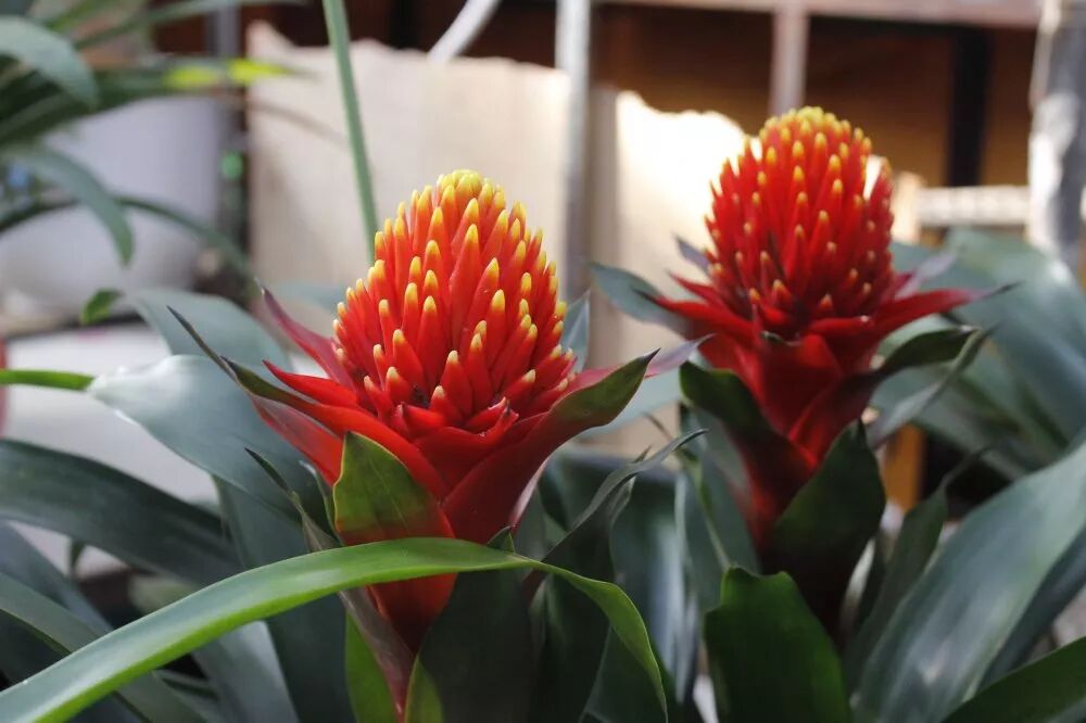 冬季好兆頭，超好寓意花卉推薦...