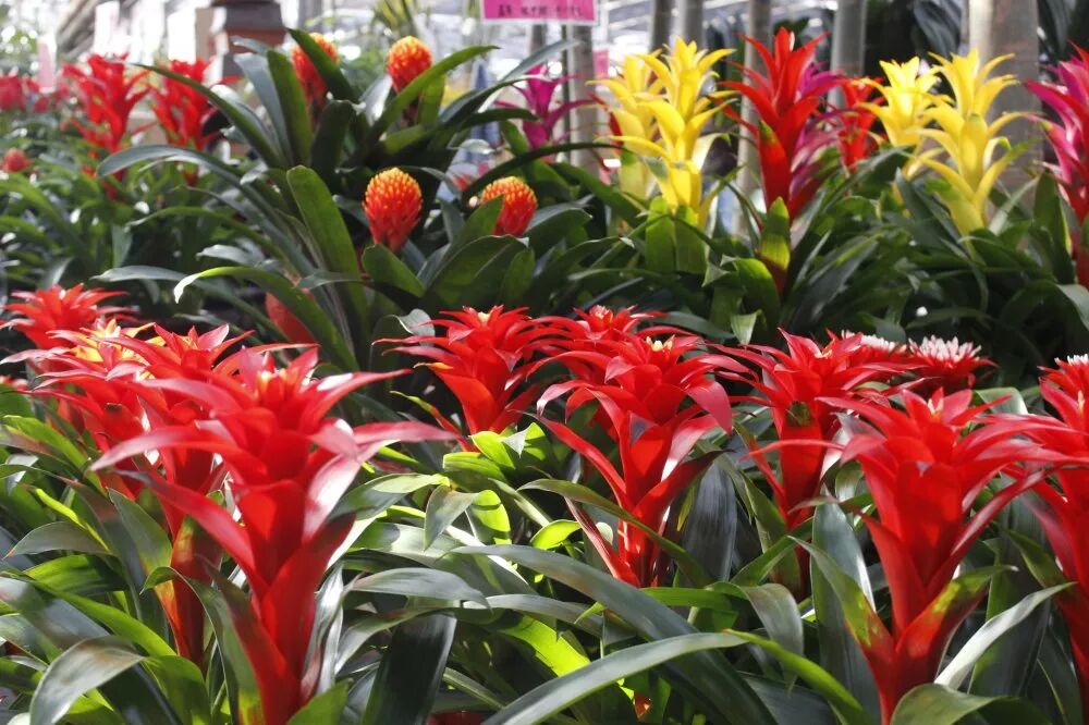 冬季好兆頭，超好寓意花卉推薦...