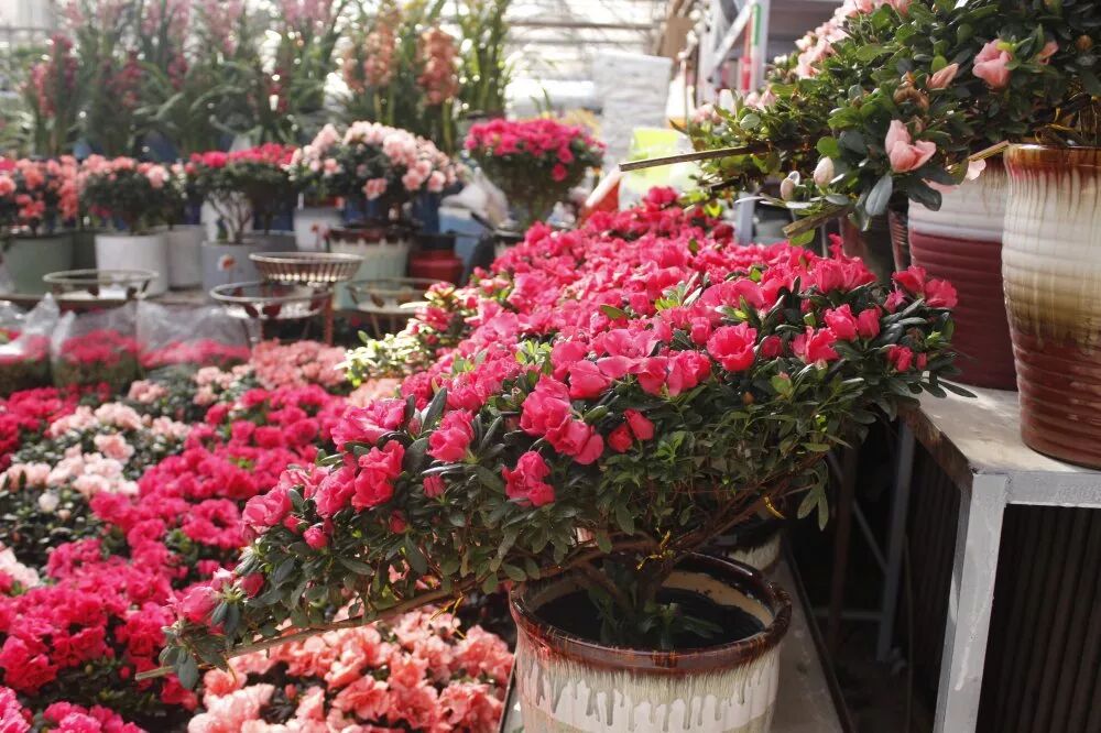 冬季好兆頭，超好寓意花卉推薦...