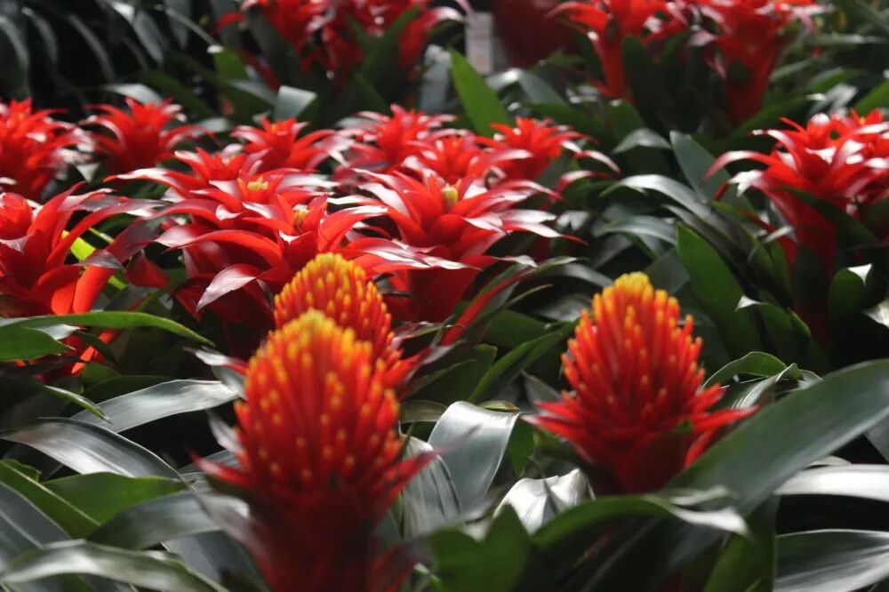 冬季好兆頭，超好寓意花卉推薦...