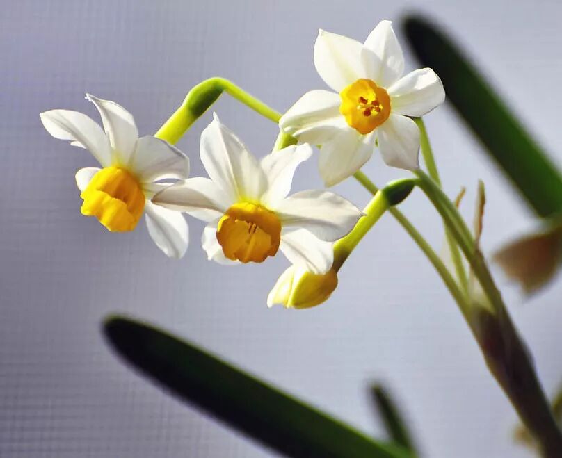 冬季好兆頭，超好寓意花卉推薦...