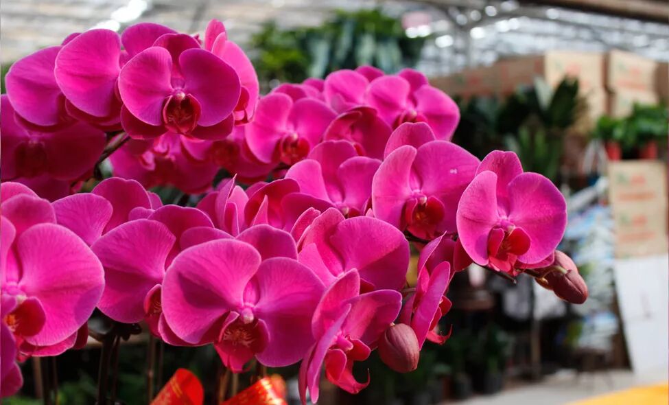 冬季好兆頭，超好寓意花卉推薦...