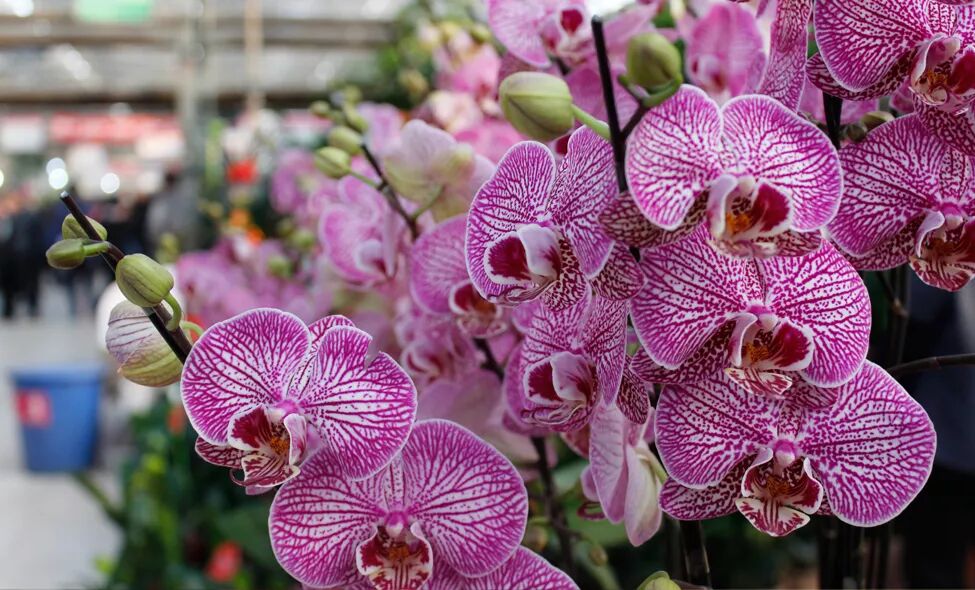 冬季好兆頭，超好寓意花卉推薦...