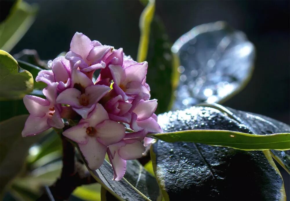 冬季好兆頭，超好寓意花卉推薦...