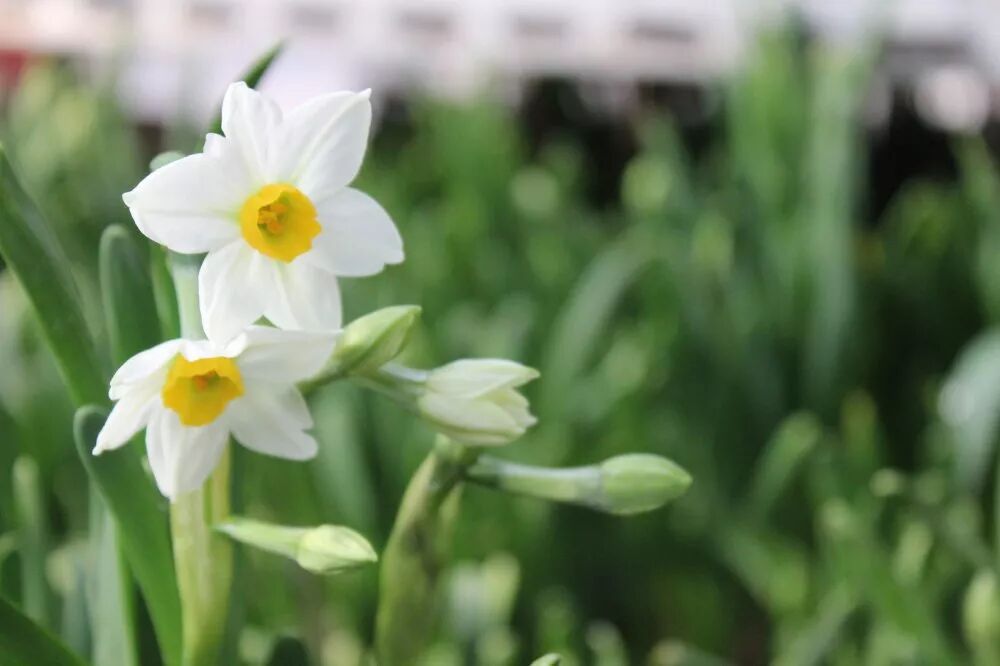 冬季好兆頭，超好寓意花卉推薦...
