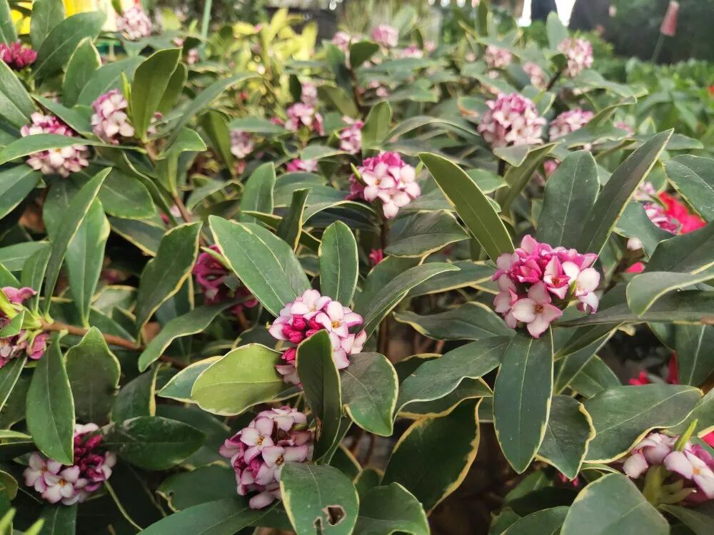 冬季好兆頭，超好寓意花卉推薦...