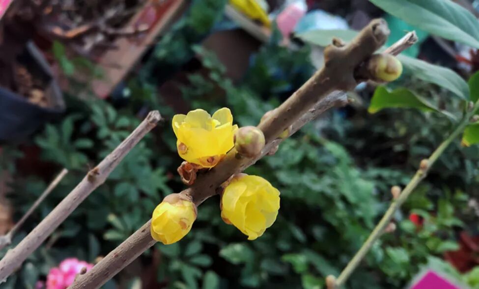 隆冬时节，花中寒客--蜡梅