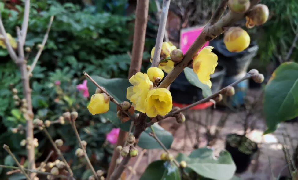 隆冬时节，花中寒客--蜡梅