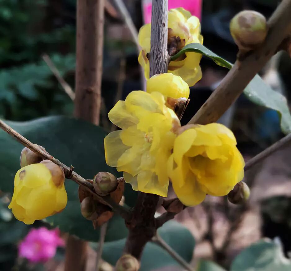 隆冬时节，花中寒客--蜡梅