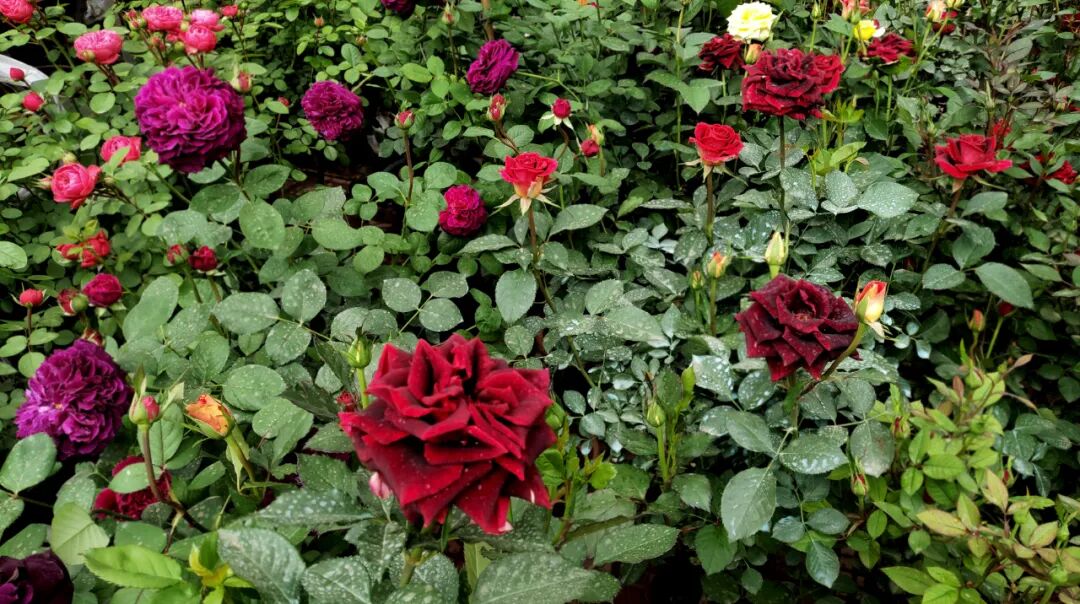 【國(guó)基路交易市場(chǎng)】--月季海洋