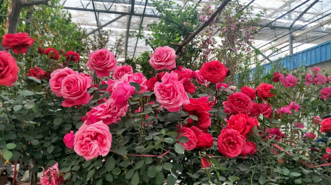 【國(guó)基路交易市場(chǎng)】--月季海洋