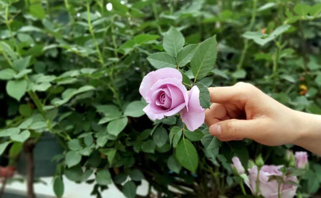 【國(guó)基路交易市場(chǎng)】--月季海洋