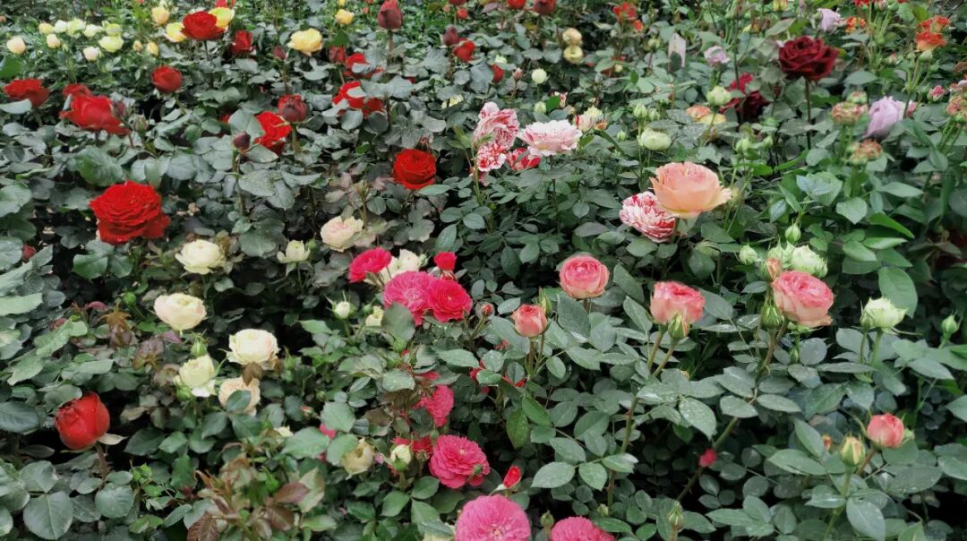 【國(guó)基路交易市場(chǎng)】--月季海洋