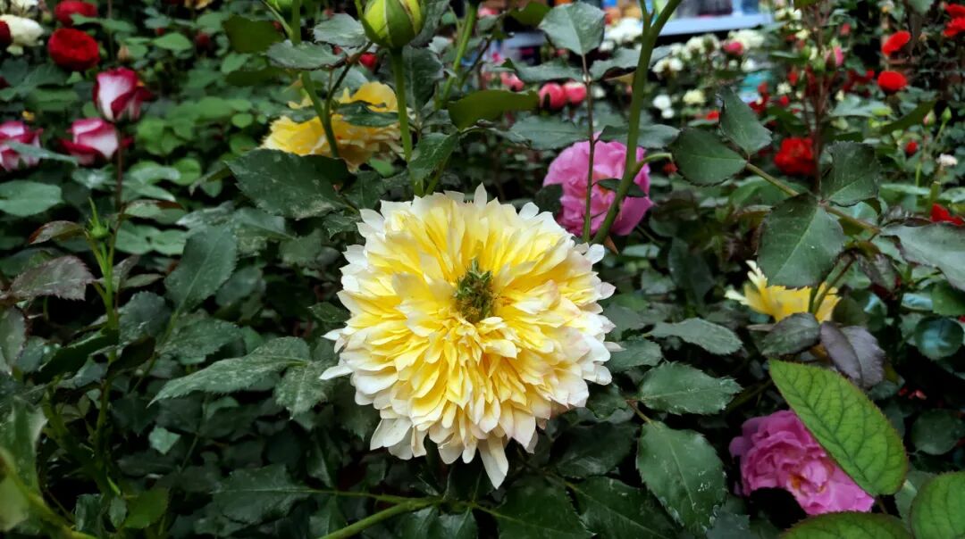 【國(guó)基路交易市場(chǎng)】--月季海洋