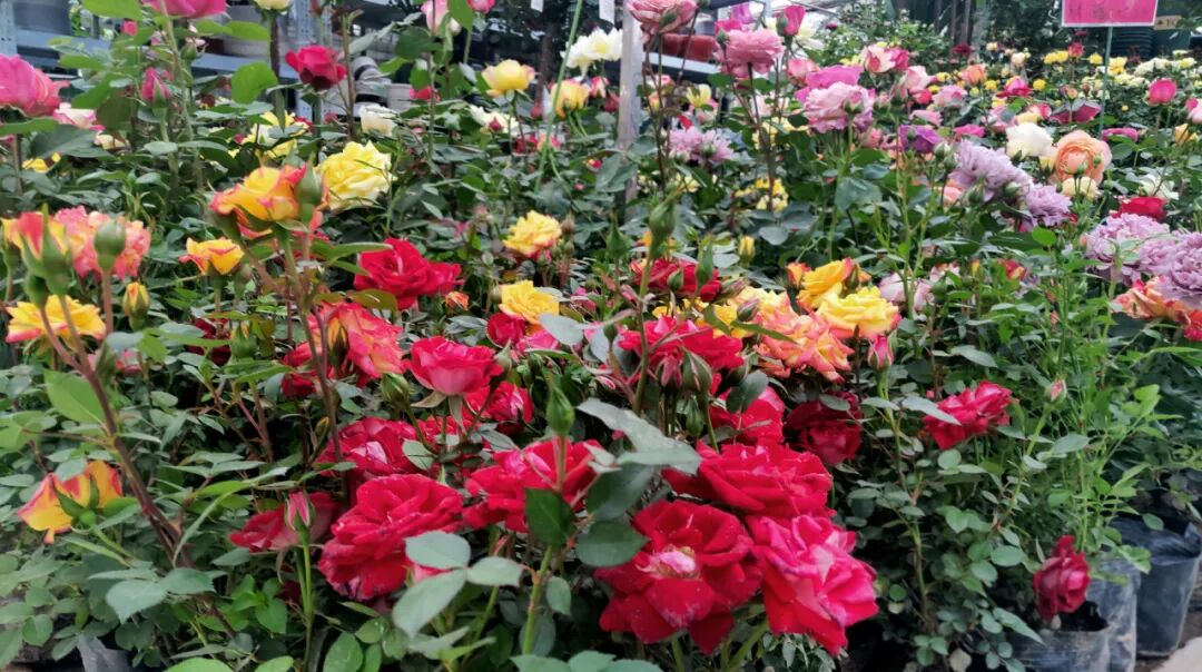 【國(guó)基路交易市場(chǎng)】--月季海洋