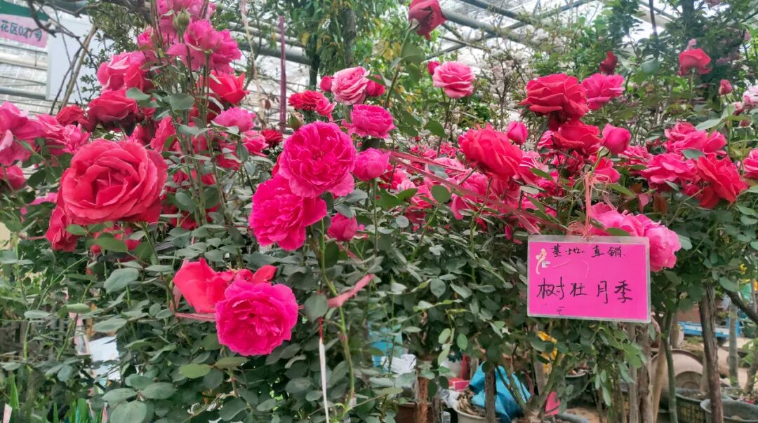 【國(guó)基路交易市場(chǎng)】--月季海洋