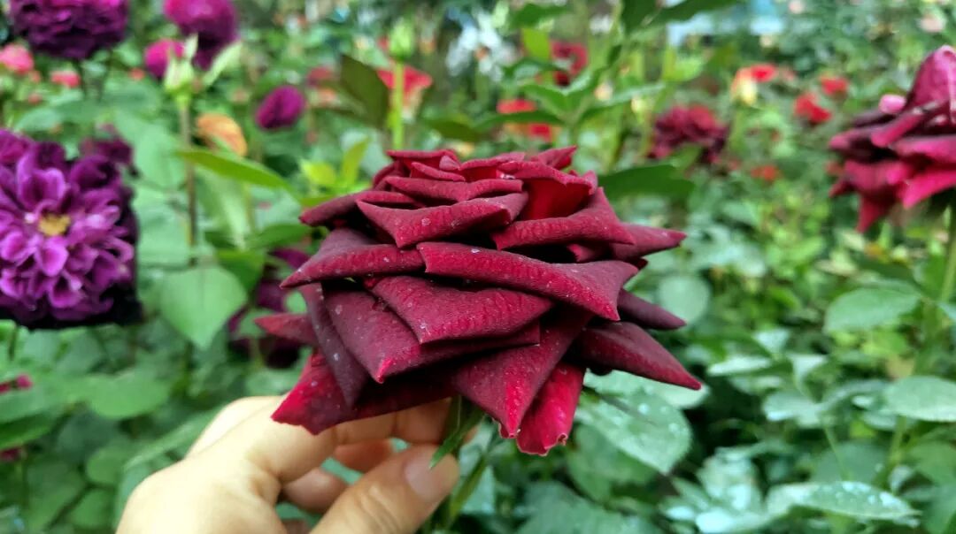 【國(guó)基路交易市場(chǎng)】--月季海洋