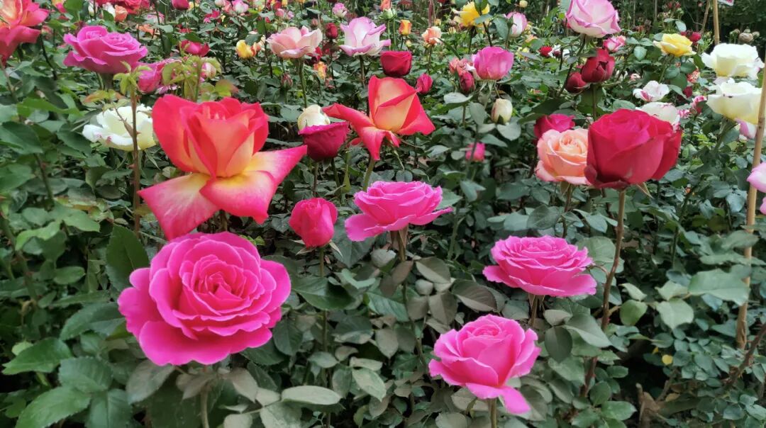 【國(guó)基路交易市場(chǎng)】--月季海洋