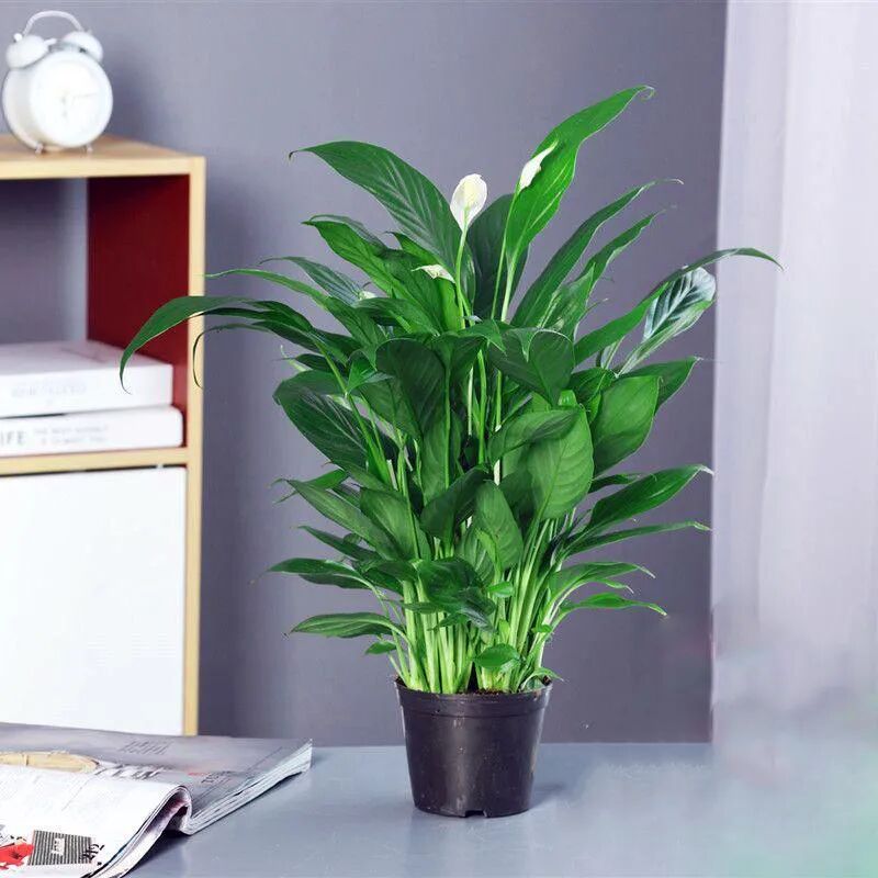 【国基路交易市场】--七夕茶话会--情深是你，深情也是你|福利|