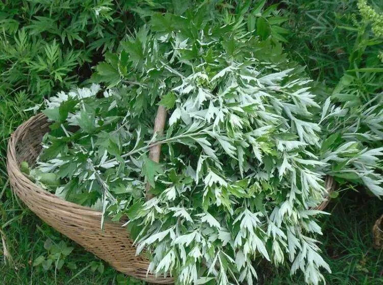 中药材学院开展“中药与康养知识”主题党日活动