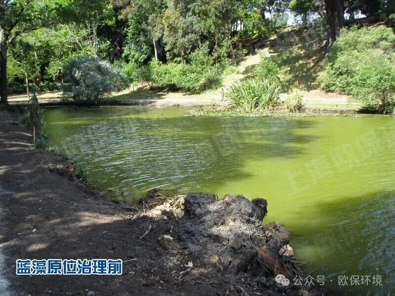 ZIPBIO-D2400光触媒蓝藻消除机治理前