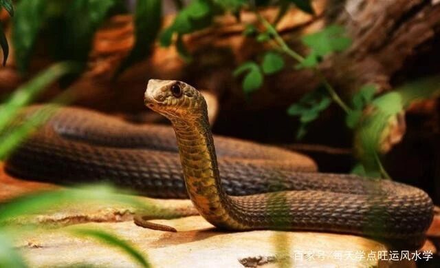 伤害这五种动物，报应来的最快最猛！