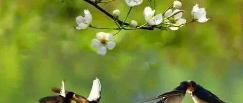 写在暮春雨夜的古诗词，美得让人睡不着