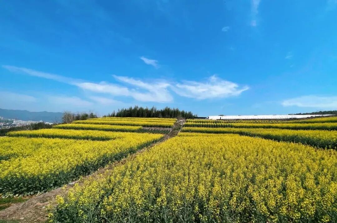 一样:对于江南的人来说 ,对于江南的人来说 ,已然是油菜花开的画卷了