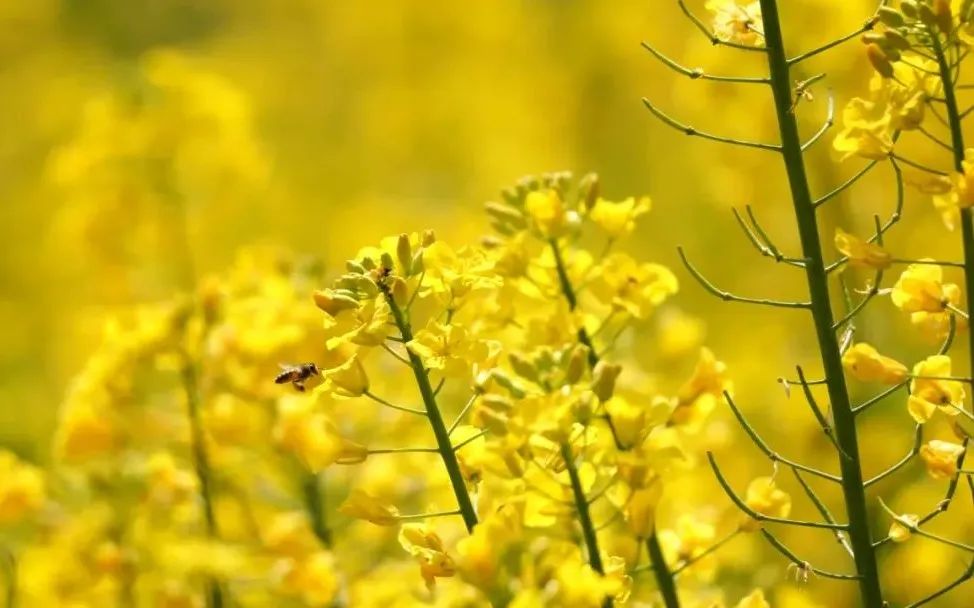 王银油菜花图片