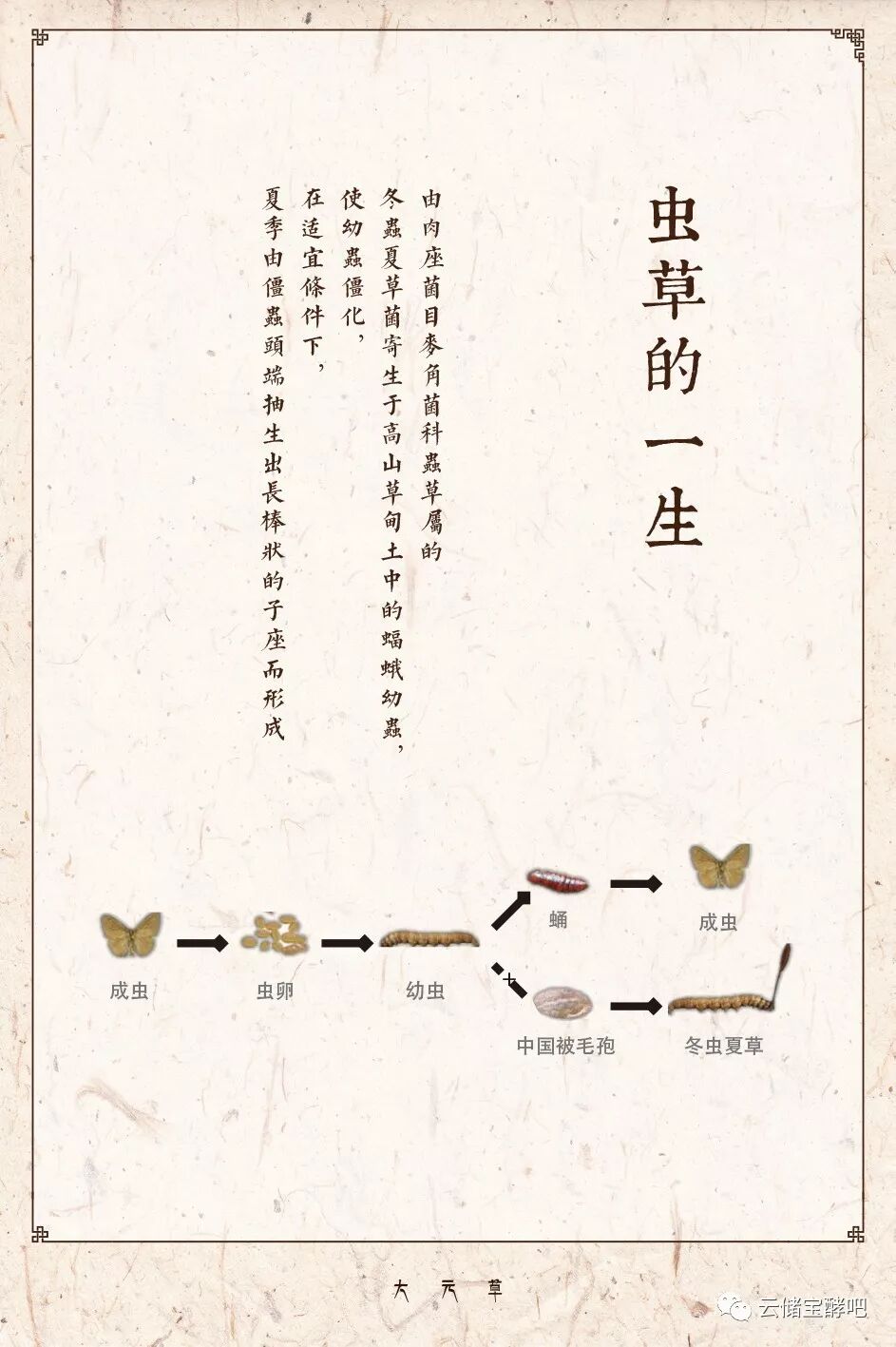 虫草的功效与作用及食用方法 云储宝酵吧 迪庆新闻