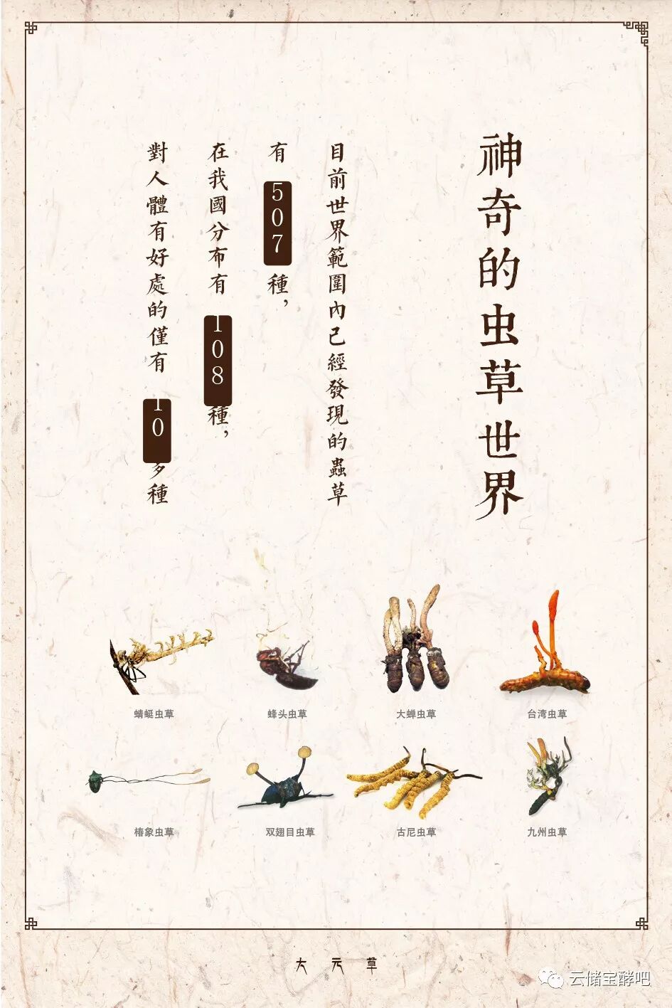 虫草的功效与作用及食用方法 云储宝酵吧 迪庆新闻