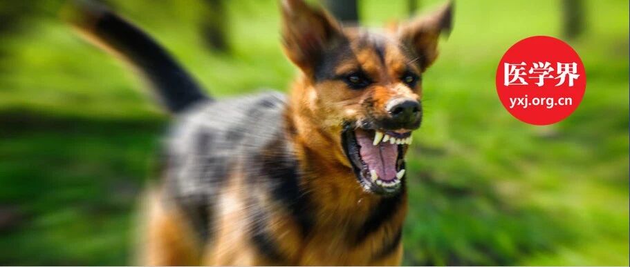 得了狂犬病恐惧症，“猫和狗没疯，我先疯了”