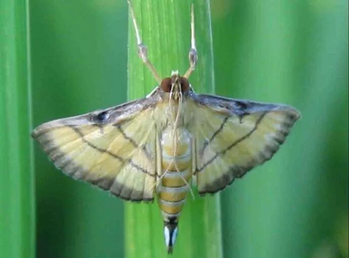 技术 不可小觑的稻纵卷叶螟 河南远见农业科技有限公司 微信公众号文章阅读 Wemp