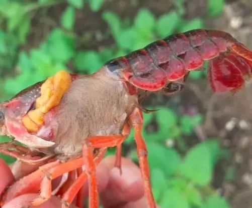 小龙虾黑鳃大量死亡,怎么处理?