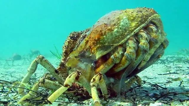 澳洲游客海底发现巨型蟹 靠近后看见惊人一幕