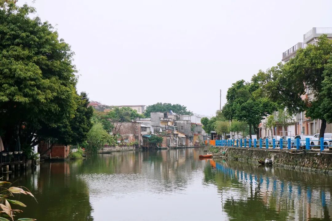 不一样的伦教丨冬日下的三洲一抹绿意怦然上心头