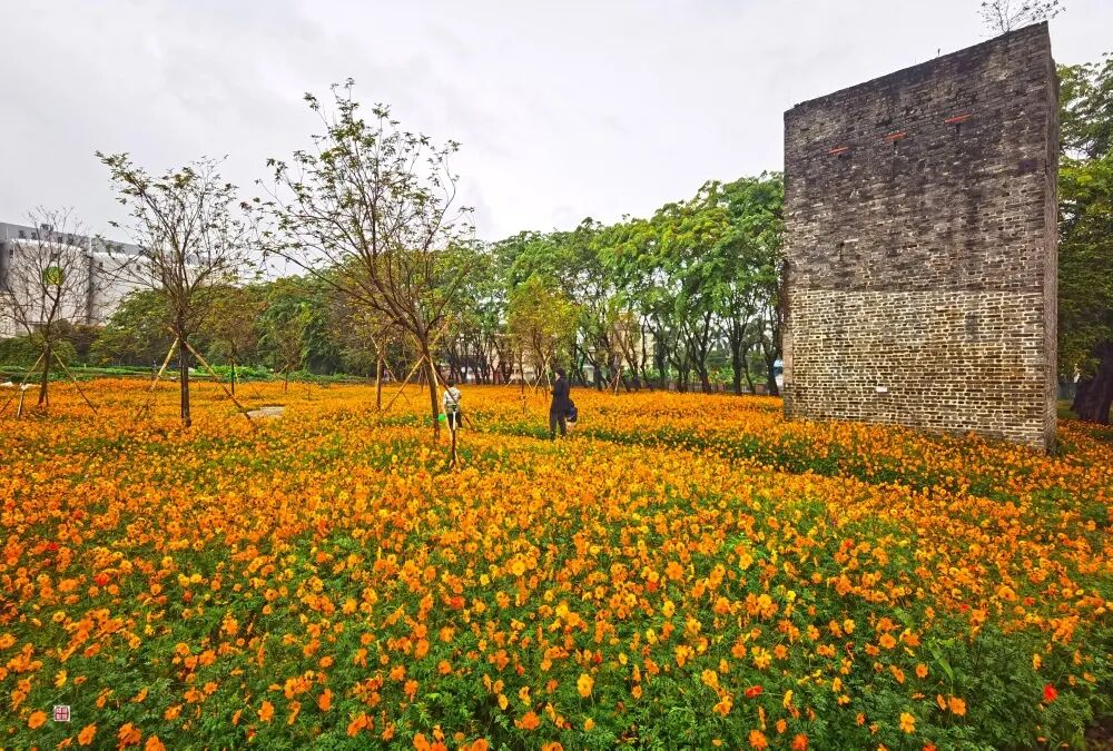 历史遗迹变身橙色花海伦教这处美景要火了