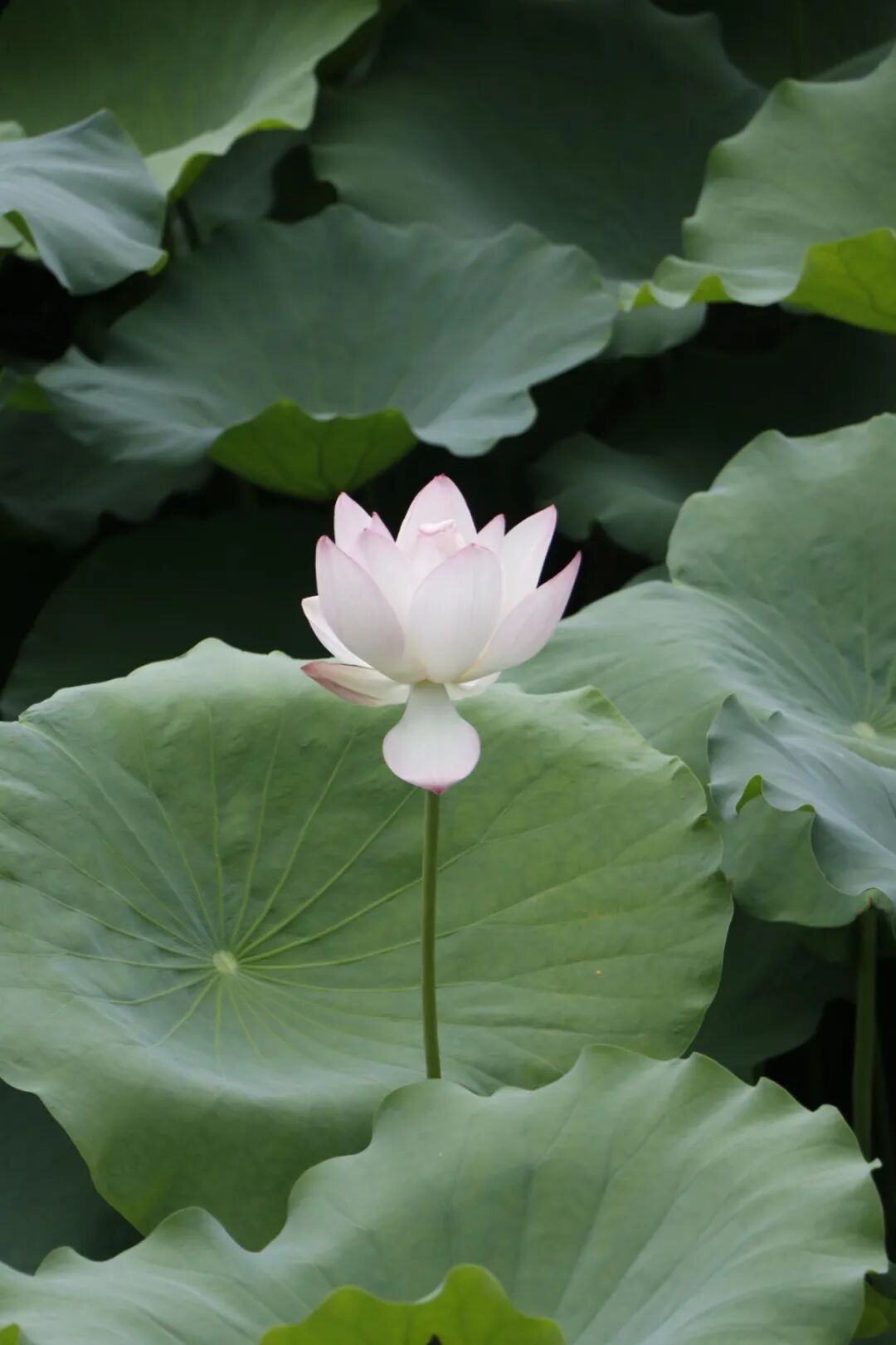 让前来观荷的游客心旷神怡养眼也舒心阵阵荷花的清香随风而来闭眼轻嗅